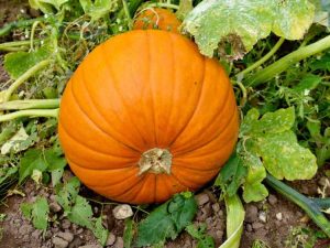 Lire la suite à propos de l’article Conseils de culture de citrouilles pour les citrouilles d'Halloween