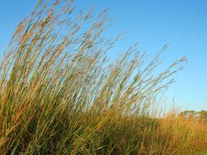 Lire la suite à propos de l’article Informations et conseils sur l'herbe à gros tronc bleu