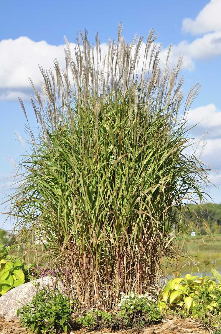 You are currently viewing Diviser l'herbe Maidenhair: quand et comment diviser l'herbe Maidenhair