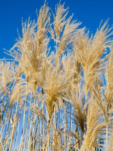 Lire la suite à propos de l’article Informations sur l'herbe Silver Feather Maiden – Comment faire pousser de l'herbe Silberfeder