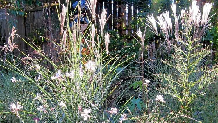 You are currently viewing Entretien de l’herbe de jeune fille Morning Light : Cultiver de l’herbe de jeune fille « Morning Light »