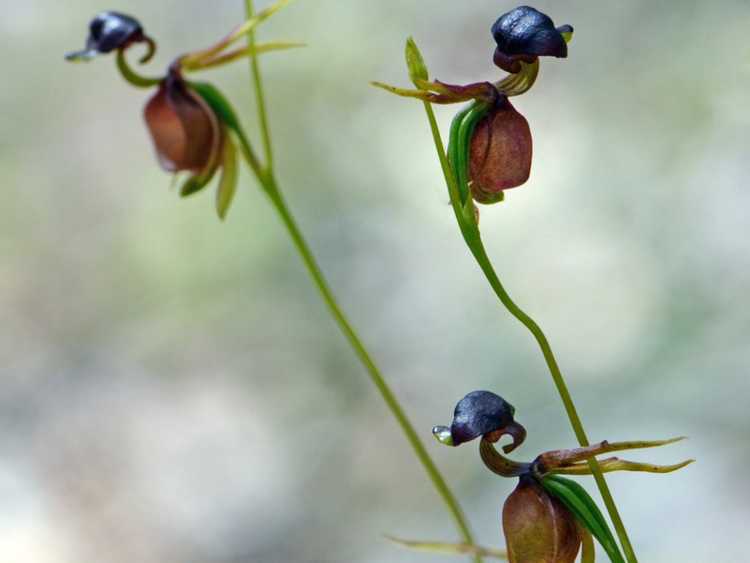 You are currently viewing Soins des orchidées Flying Duck – Pouvez-vous cultiver des plantes d'orchidées Flying Duck