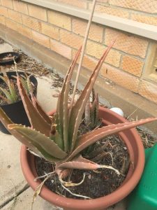 Lire la suite à propos de l’article Plantes d'aloe vera brunes : conseils pour traiter l'aloe vera flétrie