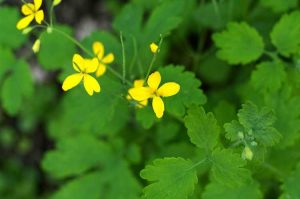 Lire la suite à propos de l’article Informations sur la grande chélidoine : informations sur la chélidoine dans les jardins