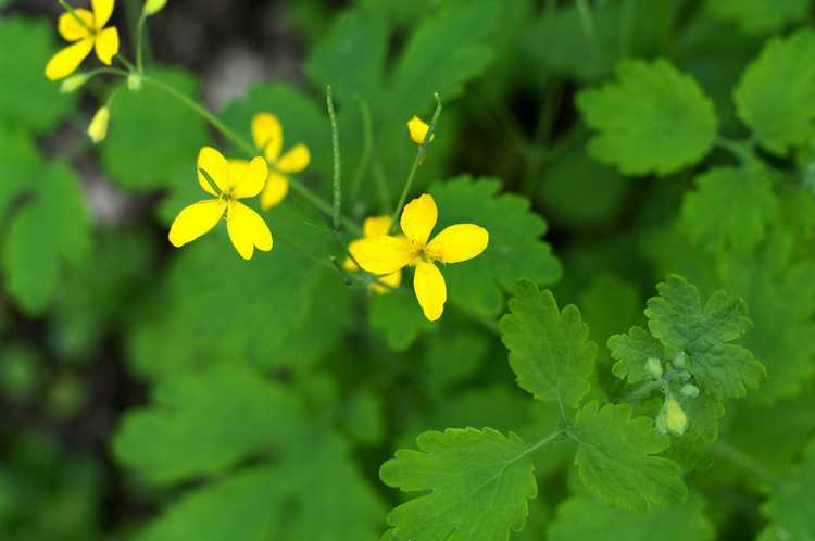 You are currently viewing Informations sur la grande chélidoine : informations sur la chélidoine dans les jardins