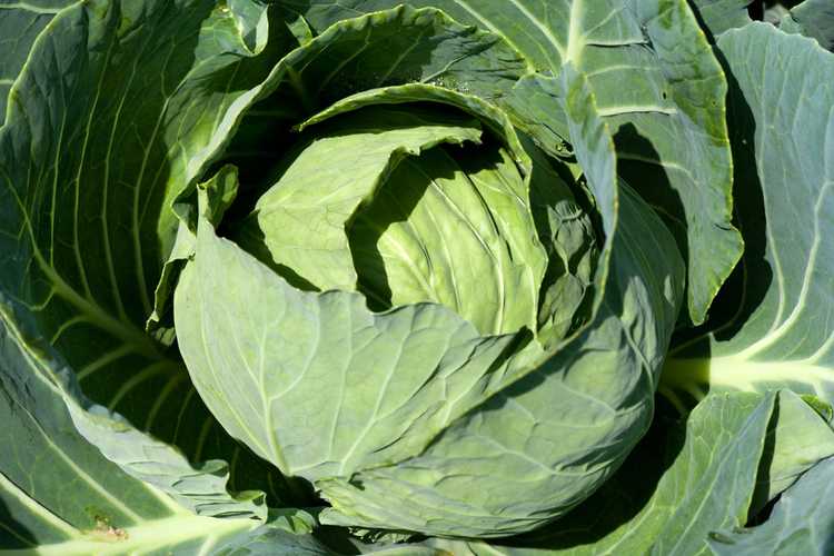 Lire la suite à propos de l’article Kaitlin F1 Cabbage Info – Conseils pour cultiver des plants de chou Kaitlin