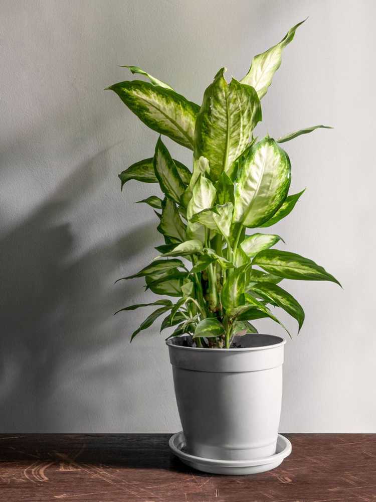 Lire la suite à propos de l’article Différentes variétés de Dieffenbachia – Différents types de Dieffenbachia