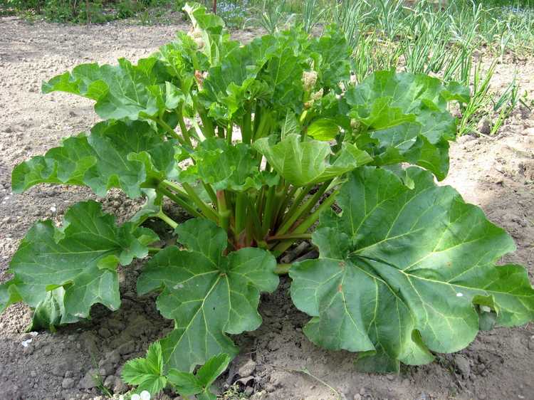 You are currently viewing Victoria Rhubarb Care – Comment faire pousser des plantes de rhubarbe Victoria