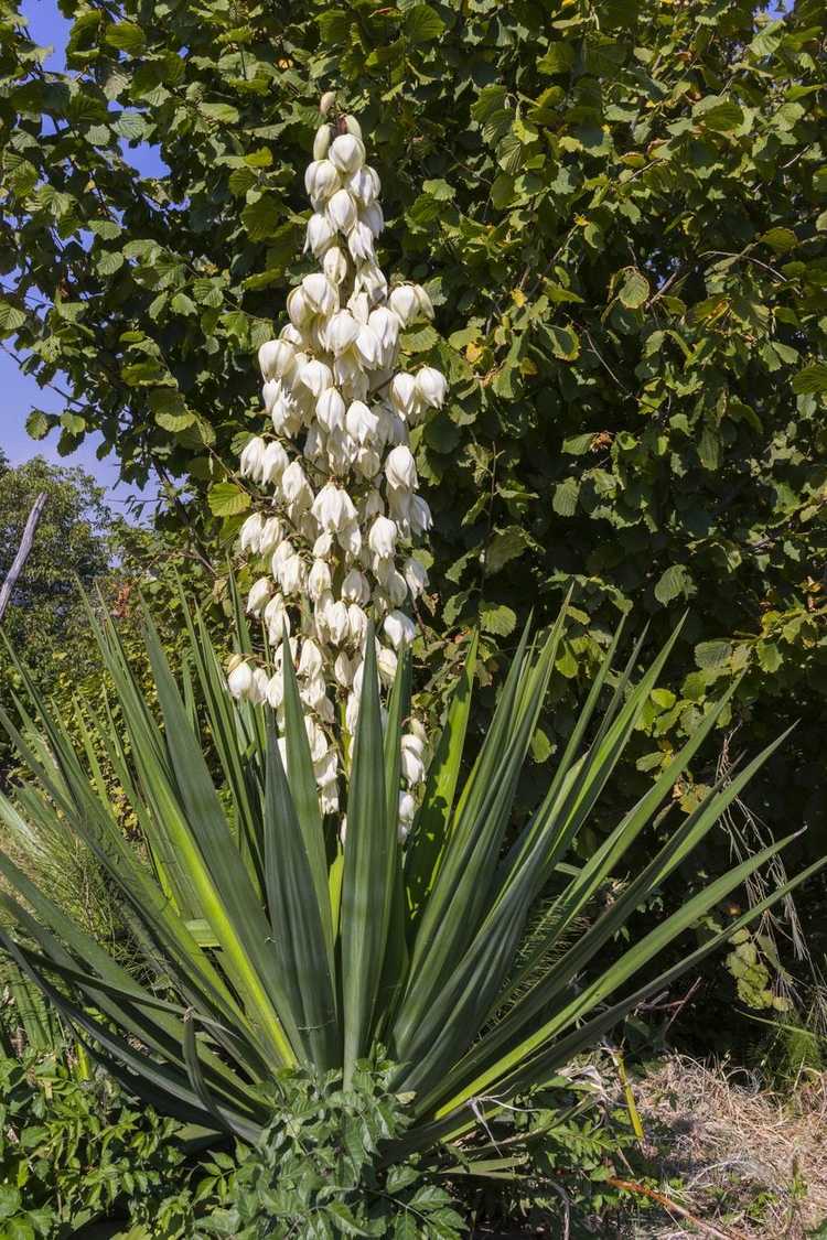 You are currently viewing Transplantation de yucca : comment transplanter un yucca dans le jardin