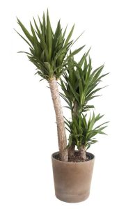 Lire la suite à propos de l’article Conseils de rempotage du yucca : comment rempoter une plante de yucca