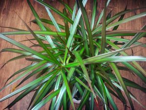 Lire la suite à propos de l’article Nourrir un Dracaena – Comment fertiliser les plantes Dracaena