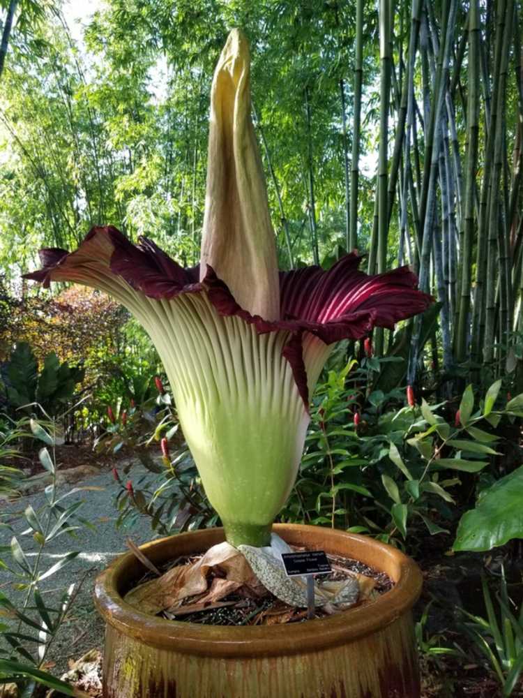 You are currently viewing Plantes malodorantes dans les jardins : découvrez les plantes communes qui puent