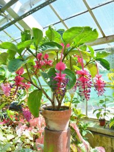 Lire la suite à propos de l’article Informations Medinilla – Conseils pour prendre soin des plantes Medinilla