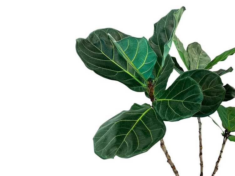 You are currently viewing Fendre un ficus : comment diviser un grand ficus