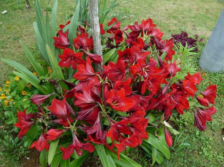 You are currently viewing Séparer les plantes d'amaryllis : comment diviser les bulbes d'amaryllis dans le jardin