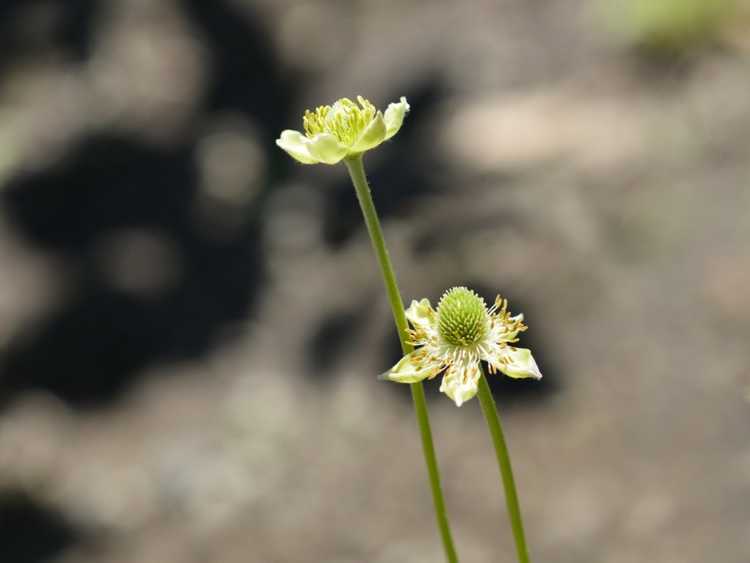 You are currently viewing Informations sur le Thimbleweed : Cultiver des plantes de Thimbleweed d'anémone