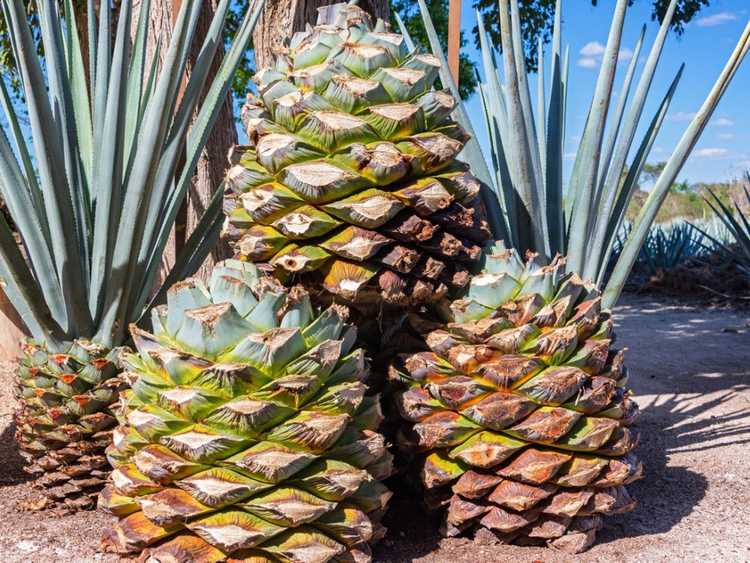 You are currently viewing Comment faire pousser de l'agave pour le nectar : cultiver et récolter du sirop d'agave bleu