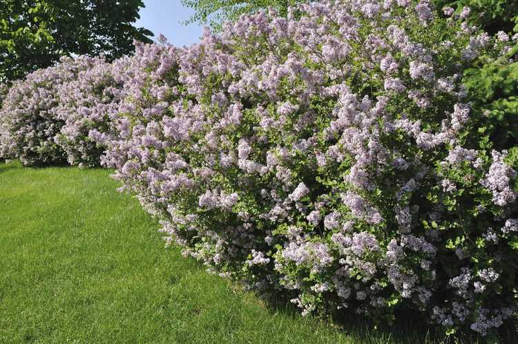 You are currently viewing Le lilas est-il un arbre ou un arbuste : découvrez les types d'arbres et d'arbustes lilas