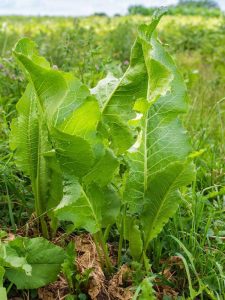 Lire la suite à propos de l’article Comment contrôler les plantes de raifort – Éliminer le raifort du jardin