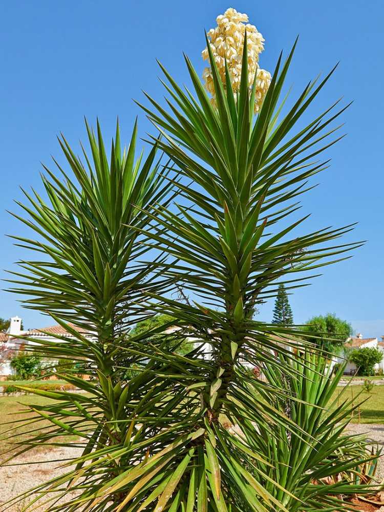 Lire la suite à propos de l’article Plantes de yucca – Entretien et taille : conseils pour tailler un yucca