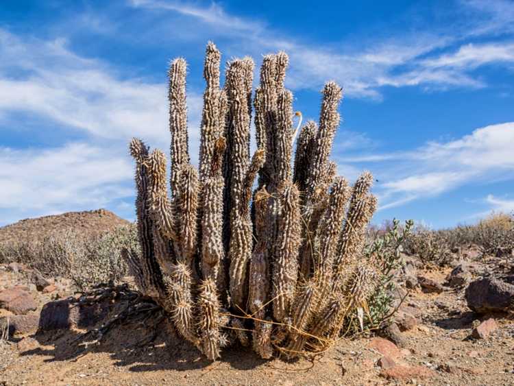 You are currently viewing Culture de Hoodia : découvrez les plantes de Hoodia