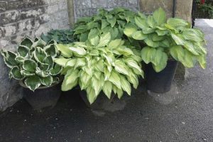 Lire la suite à propos de l’article Entretien des plantes d'intérieur Hosta : Comment faire pousser de l'Hosta à l'intérieur