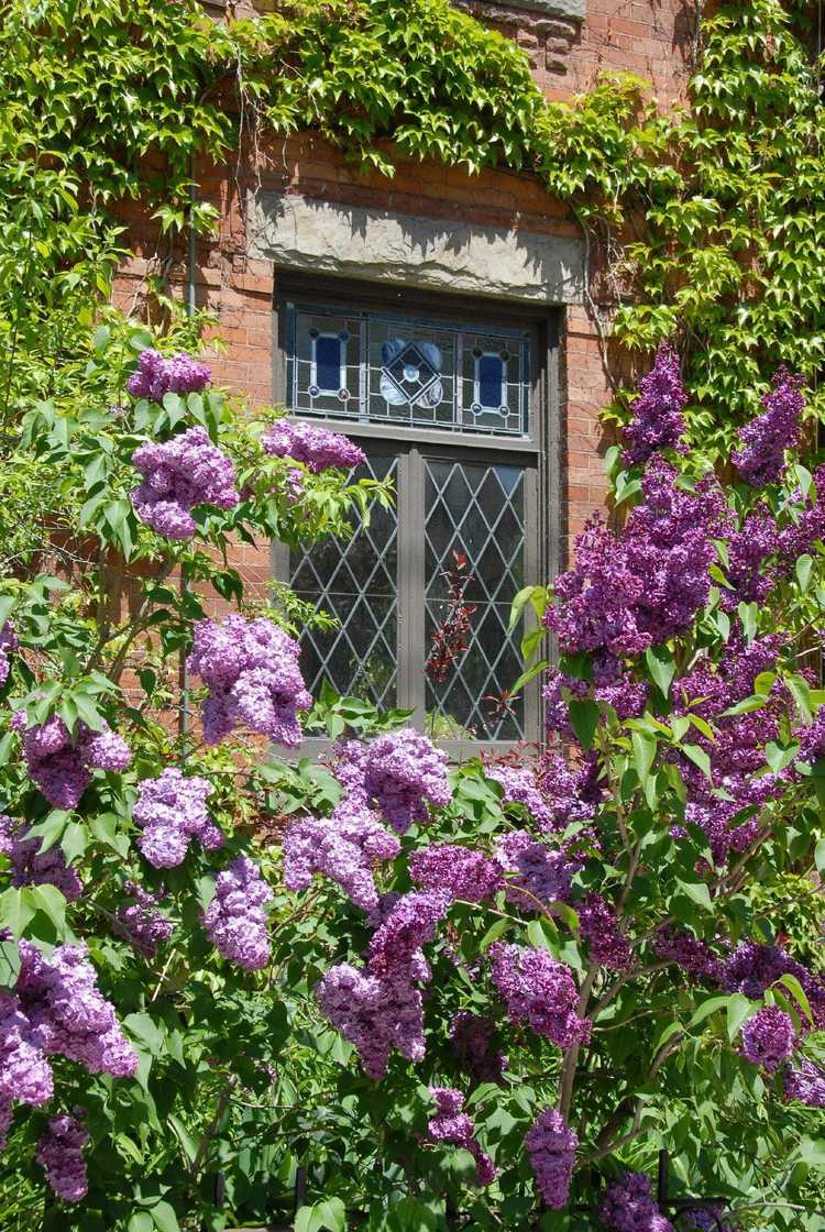 Lire la suite à propos de l’article Système racinaire du lilas : les fondations peuvent-elles subir des dommages causés par les racines du lilas