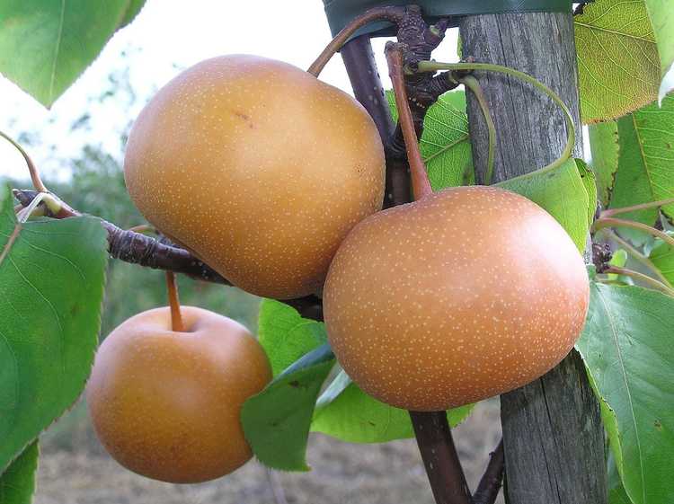 You are currently viewing Entretien du poirier Chojuro : Comment faire pousser des poires asiatiques Chojuro