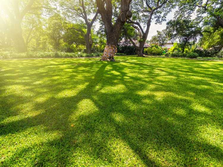 Lire la suite à propos de l’article Planification de jardins ombragés : détermination de la densité d'ombre pour planter un jardin ombragé