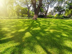 Lire la suite à propos de l’article Semences de gazon pour l'ombre : quelle herbe pousse à l'ombre