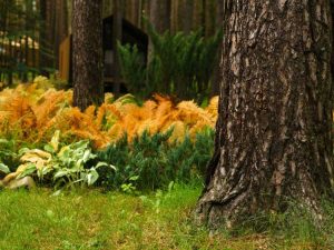 Lire la suite à propos de l’article Planter de la texture sous les arbres – Ajouter de la texture dans un jardin ombragé