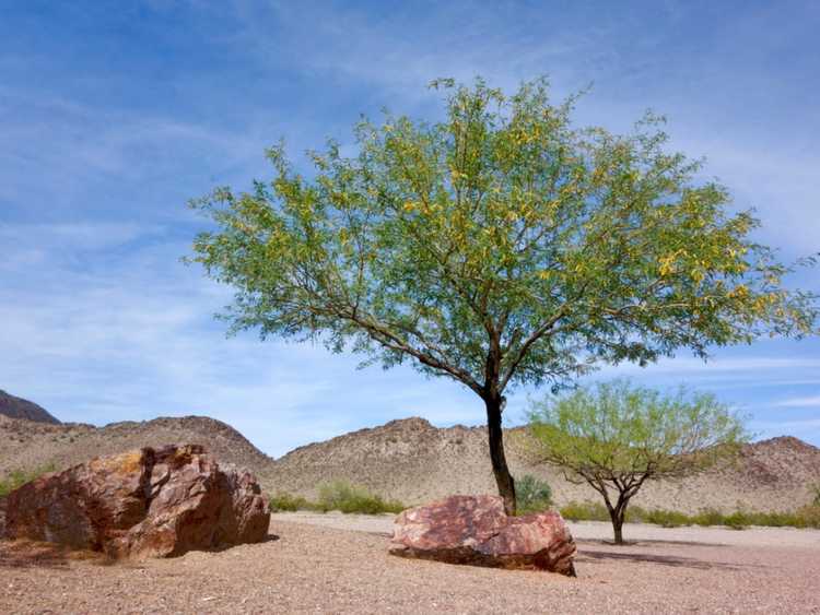 You are currently viewing Entretien des arbres Mesquite – Cultiver des arbres Mesquite dans le paysage