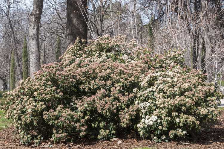 Lire la suite à propos de l’article Informations sur les plantes Laurustinus : Conseils sur la culture des arbustes Laurustinus