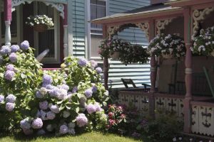 Lire la suite à propos de l’article Hortensias tolérants au soleil : hortensias tolérants à la chaleur pour les jardins