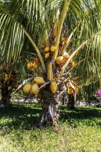 Lire la suite à propos de l’article Fertiliser les cocotiers : comment et quand fertiliser les cocotiers