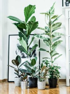 Lire la suite à propos de l’article Cultiver un ficus durable : prendre soin d'un grand ficus à l'intérieur