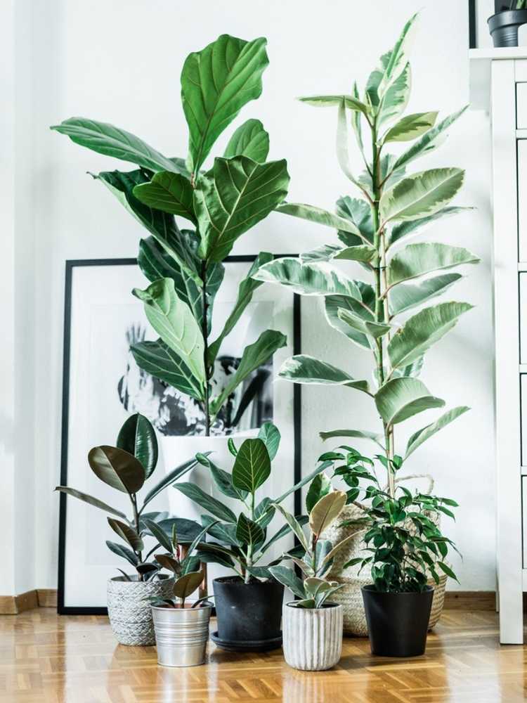 You are currently viewing Cultiver un ficus durable : prendre soin d'un grand ficus à l'intérieur