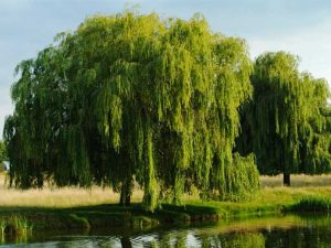 Lire la suite à propos de l’article Culture du saule : apprenez à faire pousser un saule