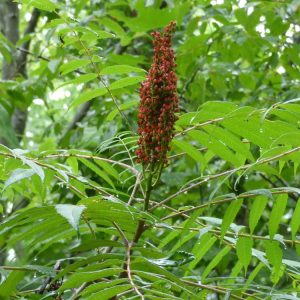 Lire la suite à propos de l’article Informations sur l'arbre Sumac : découvrez les variétés courantes de sumac pour les jardins