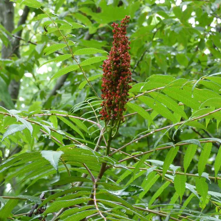 You are currently viewing Informations sur l'arbre Sumac : découvrez les variétés courantes de sumac pour les jardins