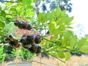 Lire la suite à propos de l’article Qu'est-ce que la superposition de plantes : découvrez la propagation des plantes par superposition