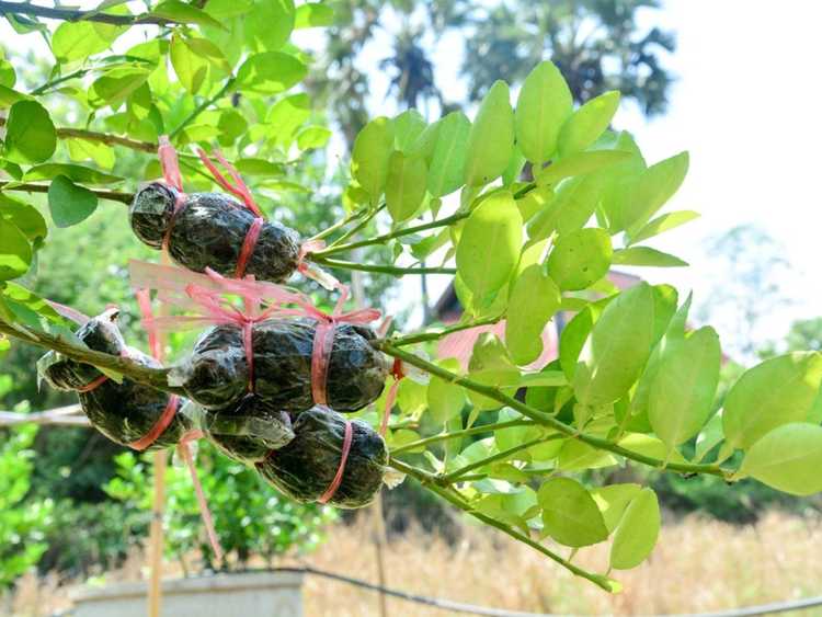 You are currently viewing Qu'est-ce que la superposition de plantes : découvrez la propagation des plantes par superposition