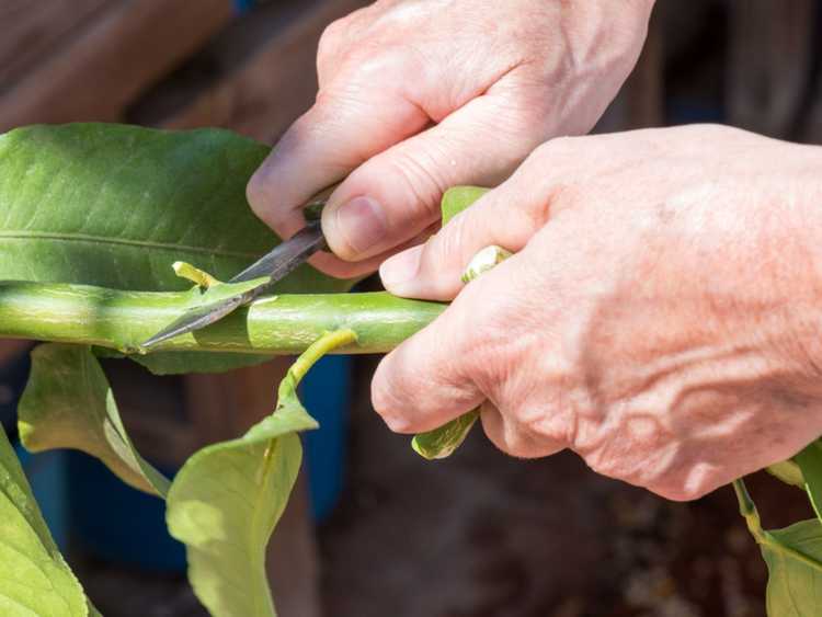 You are currently viewing Technique de greffe d'inarch – Comment faire une greffe d'inarch sur des plantes