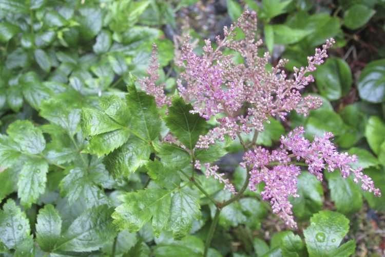 Lire la suite à propos de l’article Diviser les plantes d'Astilbe : comment transplanter l'Astilbe dans le jardin