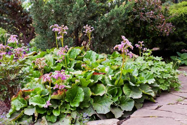 You are currently viewing Comment transplanter du Bergenia : diviser et déplacer les plantes de Bergenia