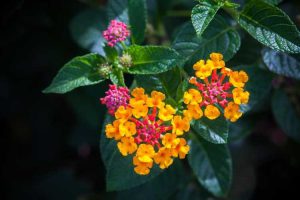 Lire la suite à propos de l’article Pouvez-vous transplanter des Lantanas : Conseils pour déplacer une plante de Lantana