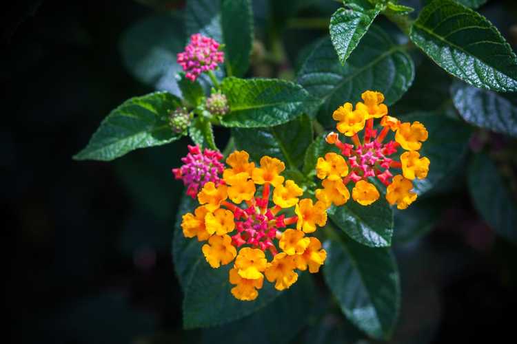 You are currently viewing Pouvez-vous transplanter des Lantanas : Conseils pour déplacer une plante de Lantana