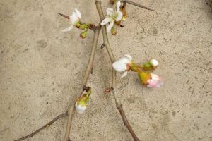 Lire la suite à propos de l’article Pouvez-vous greffer des Mayhaws – Conseils pour greffer un arbre Mayhaw