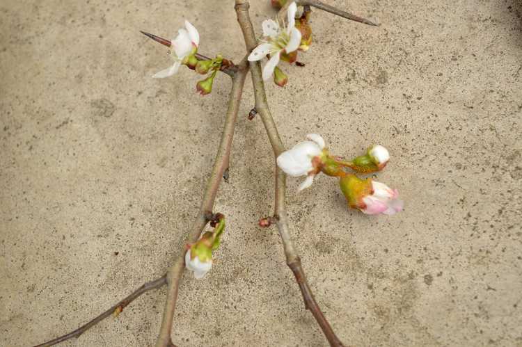 You are currently viewing Pouvez-vous greffer des Mayhaws – Conseils pour greffer un arbre Mayhaw