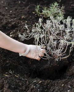 Lire la suite à propos de l’article Diviser la Salvia : Comment transplanter la Salvia dans le jardin